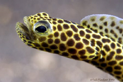 Taylors Eel - also known as Leopard Eel. 60mm + 2 diopter... by Debi Henshaw 